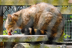 20220422 0626CPw [D~HF] Europäische Wildkatze (Felis silvestris), Herford