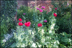 poppy garden