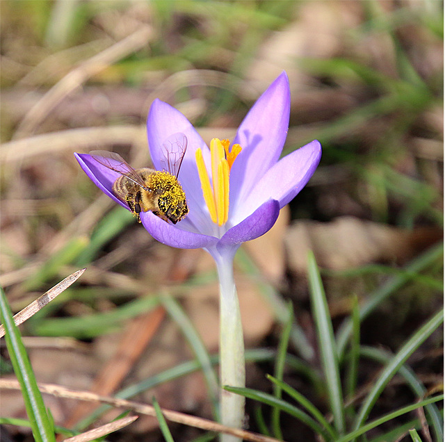 Pollen über und über