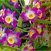 Orchid Plants 40