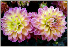 Bonne fin de semaine mes ami(e)s ❤️HFF