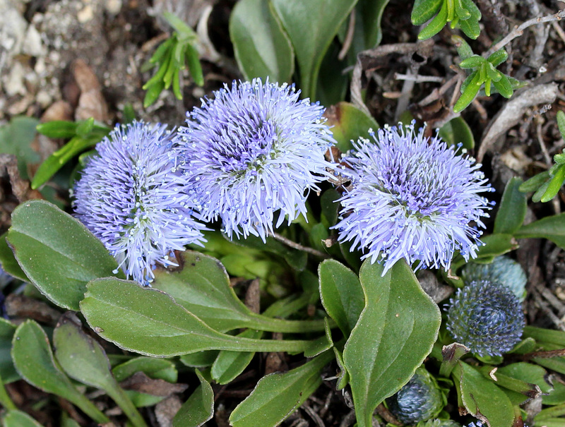 kleine blaue Kugelblume (Globularia)