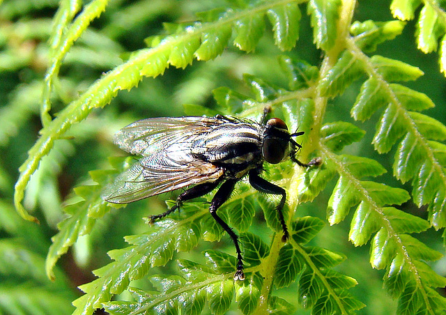 Fly on Fern Leaf.