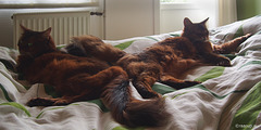 Napping on the duvet. Happy Caturday. Explored 25.06.2016, #429