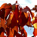 Autumn Colour In The Garden
