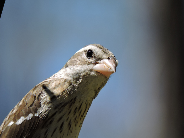 Rose-breasted Grosbeaks