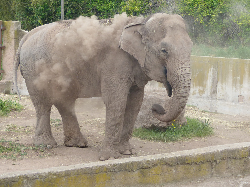 Parc Zoologique de Fréjus (5) - 24 Avril 2017