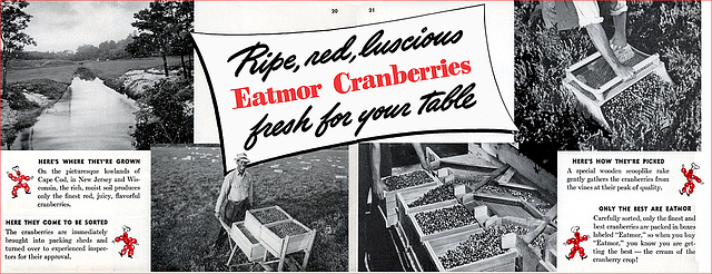 Cranberries, And How To Cook Them (5), c1940