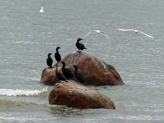 Day 8, Double-crested Cormorants