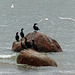 Day 8, Double-crested Cormorants