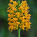 Platanthera cristata (Crested Fringed orchid)