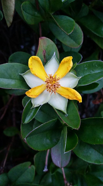 Hibberta scandens dying flower