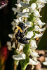 Bumblebee pollinating Ladies'-tresses orchids in the Bog Garden