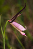 Cleistesiopsis divaricata (Large Rose Pogonia)