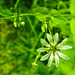 20210609 0598CPw [D~LIP] Hain-Sternmiere (Stellaria nemorum), [Wald-Sternmiere], UWZ, Bad Salzuflen