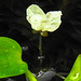 20210713 1684CPw [D~LIP] Wasser-Pest (Egeria densa), Bad Salzuflen