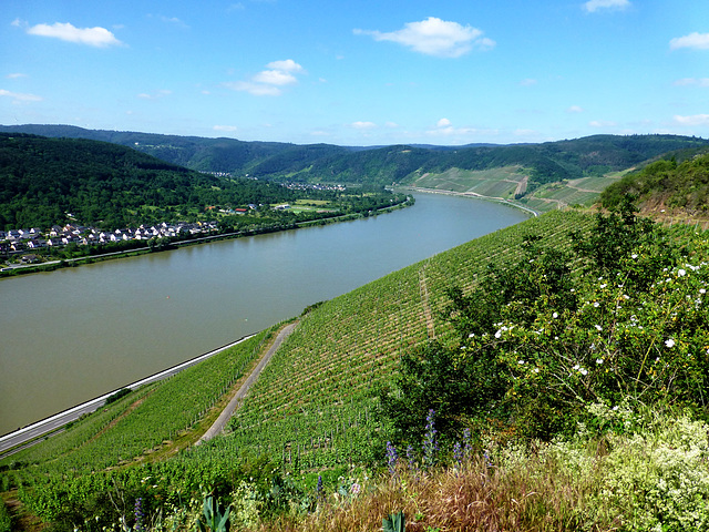 DE - Boppard - Am Bopparder Hamm