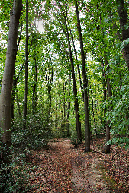 Weg im Breloer Wäldchen (Sprockhövel) / 16.08.2020