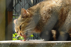 20220422 0627CPw [D~HF] Europäische Wildkatze (Felis silvestris), Herford