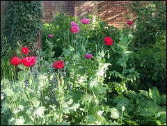 poppy garden