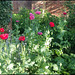 poppy garden