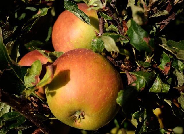 Harvest Safely Gathered In.