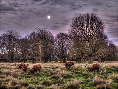 Bushy Park, Middlesex