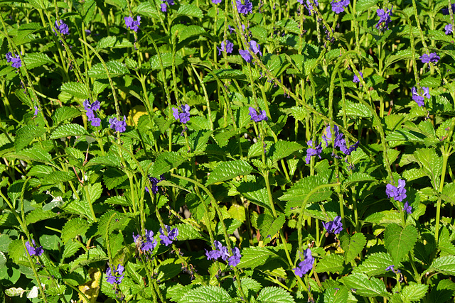 Zimbabwe, African Blue Flowers