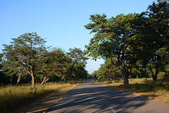 Zimbabwe, Road Landscape in Hwange National Park