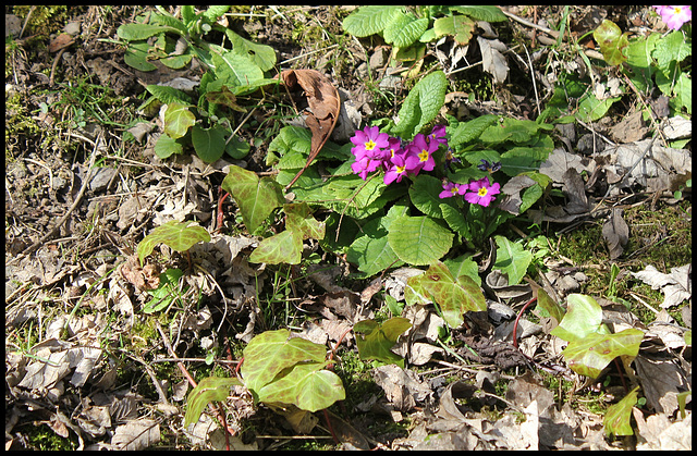 Primula vulgaris