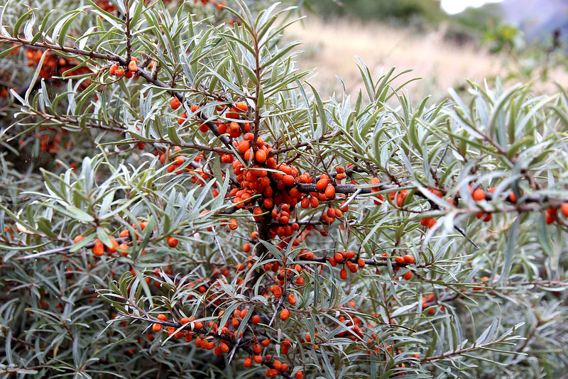 Herbstfrucht 3: Sanddorn