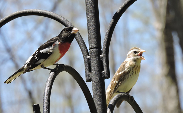 Rose-breasted Grosbeaks