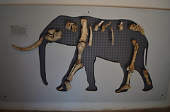 The Skeleton of a Dwarf Elephant in Megalo Chorio Museum on the Island of Tilos