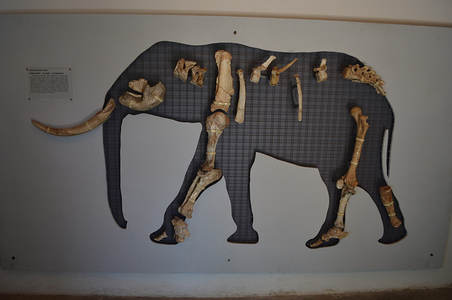 The Skeleton of a Dwarf Elephant in Megalo Chorio Museum on the Island of Tilos
