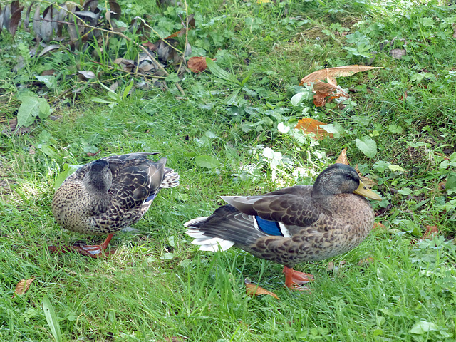 St Austell Mallards - 10 August 2018