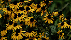 Black-Eyed Susan