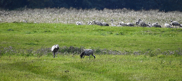 20190906 5851CPw [D~VR] Kranich (Grus grus), Groß Mohrdorf