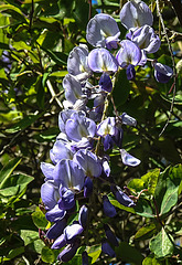 20200517 7466CPw [D~LIP] Chinesische Wisteria (Wisteria sinensis), [Chin. Blauregen], UWZ, Bad Salzuflen