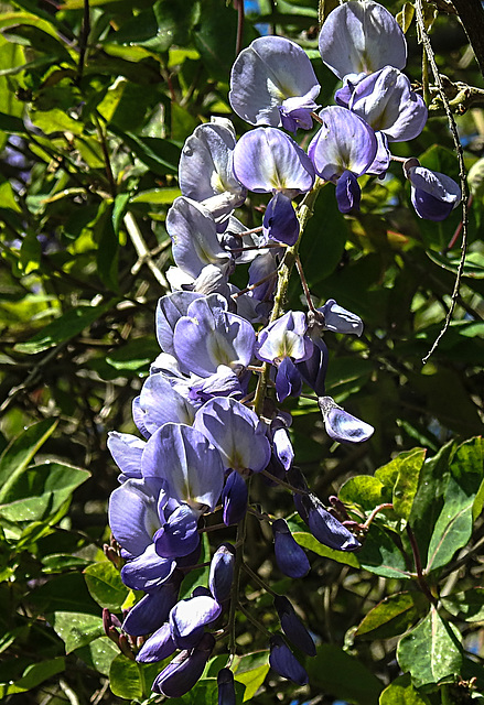 20200517 7466CPw [D~LIP] Chinesische Wisteria (Wisteria sinensis), [Chin. Blauregen], UWZ, Bad Salzuflen