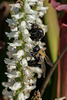 Bumblebee pollinating Ladies'-tresses orchids in the Bog Garden