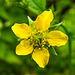 20210609 0599CPw [D~LIP] Echte Nelkenwurz (Geum urbanum), UWZ, Bad Salzuflen