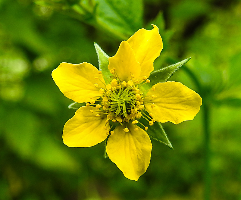 20210609 0599CPw [D~LIP] Echte Nelkenwurz (Geum urbanum), UWZ, Bad Salzuflen