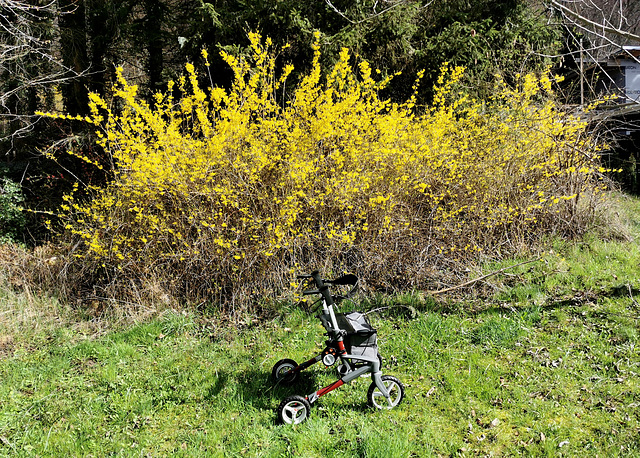 Forsythie beim Nachbarn