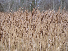 Wind in the Reed Beds