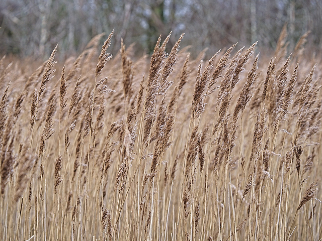 Wind in the Reed Beds Wind in the Reed Beds
