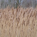 Wind in the Reed Beds