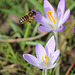 Die Bienen schwärmen aus