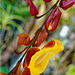 Orchid Plants 42