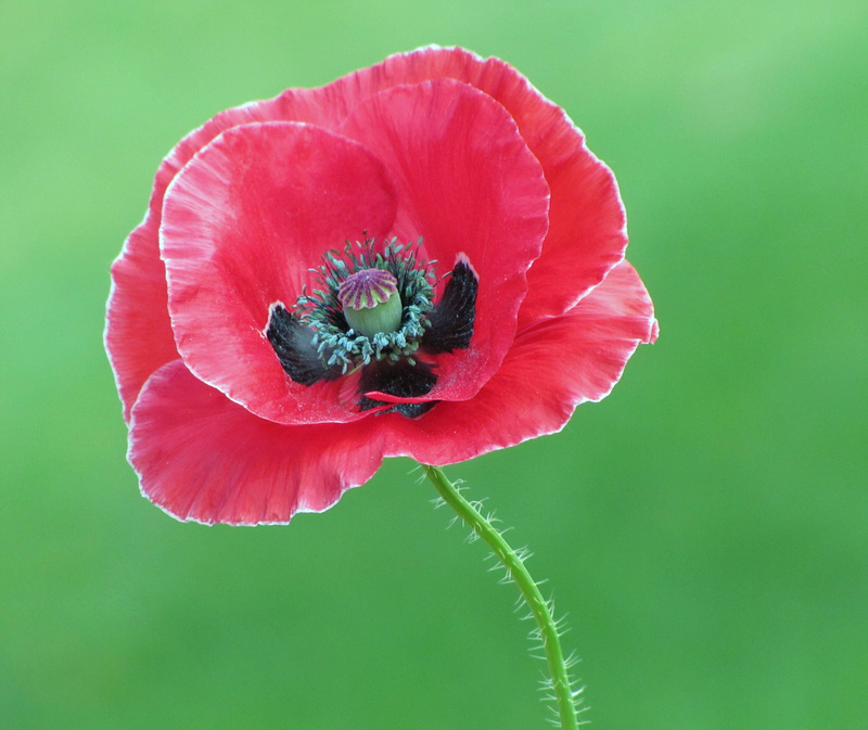 Poppy