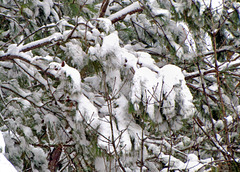 Snow Draped